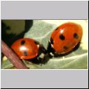 Coccinella septempunctata - Siebenpunkt 10.jpg